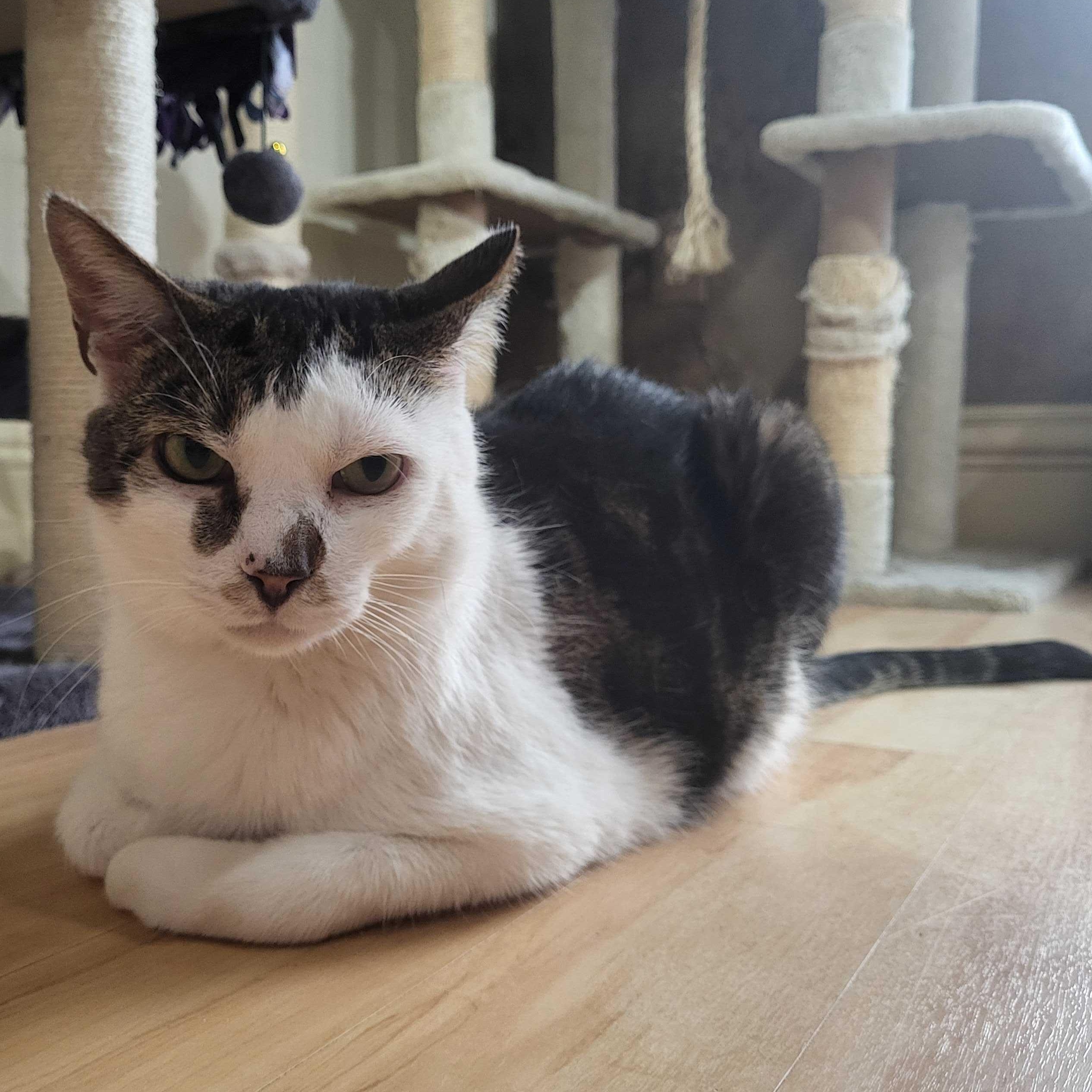 Silas, ADOPTABLE, Adult Male Domestic Short Hair.