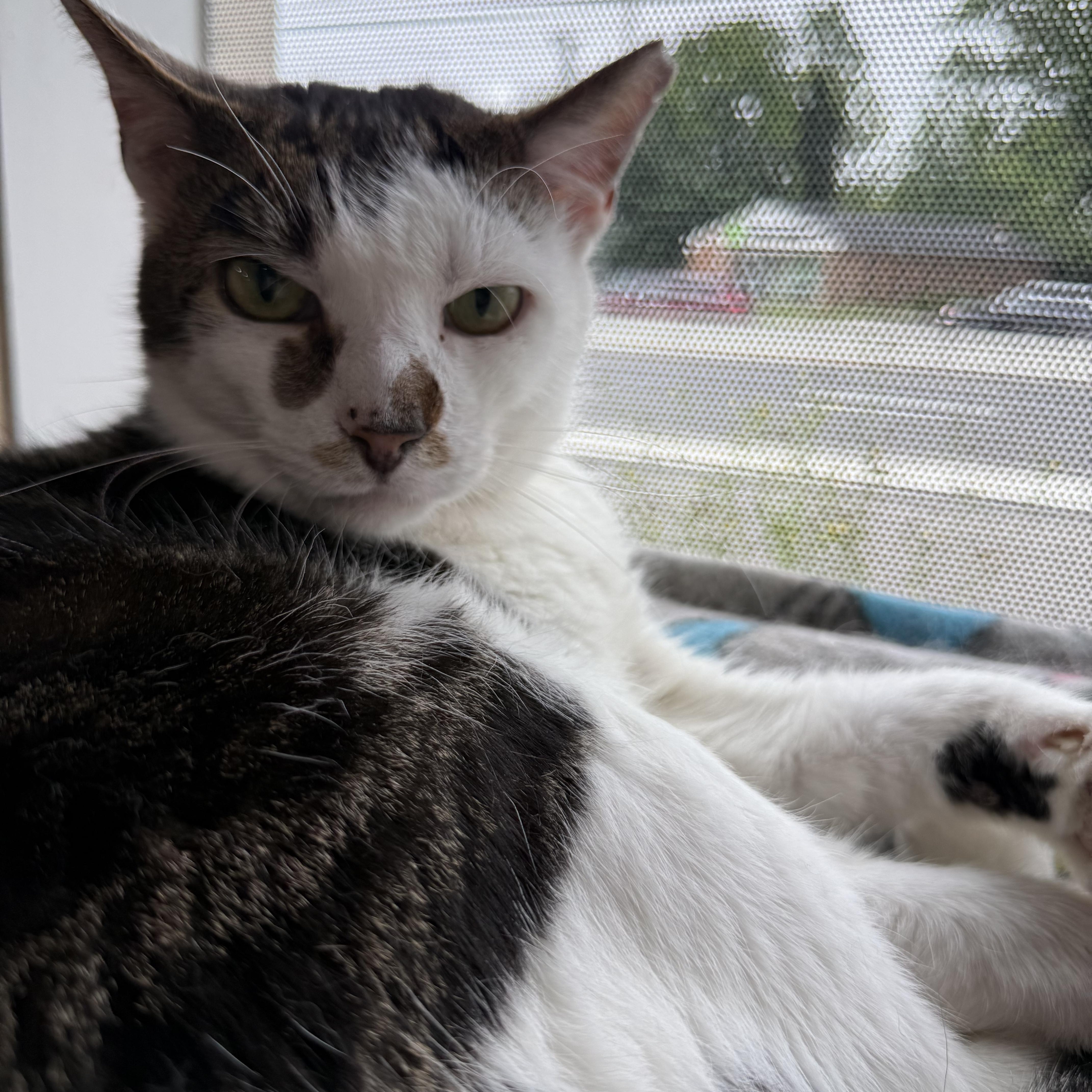 Silas, ADOPTABLE, Adult Male Domestic Short Hair.