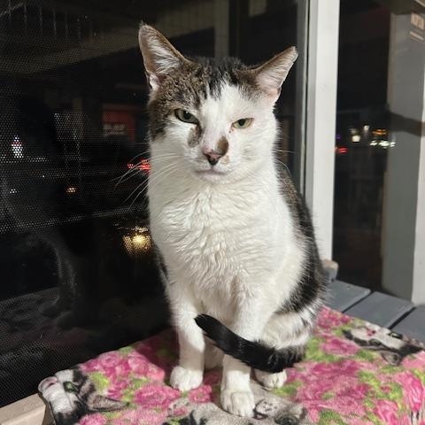 Enlarge Silas, a ADOPTABLE Domestic Short Hair in East Brunswick, NJ image 2/5