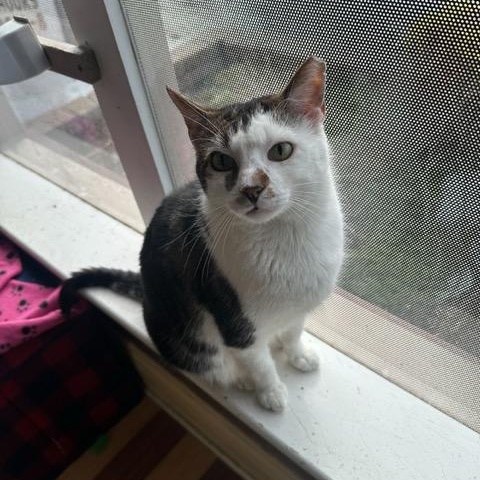 Enlarge Silas, a ADOPTABLE Domestic Short Hair in East Brunswick, NJ image 3/5