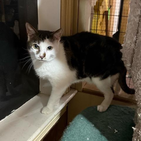 Enlarge Silas, a ADOPTABLE Domestic Short Hair in East Brunswick, NJ image 4/5