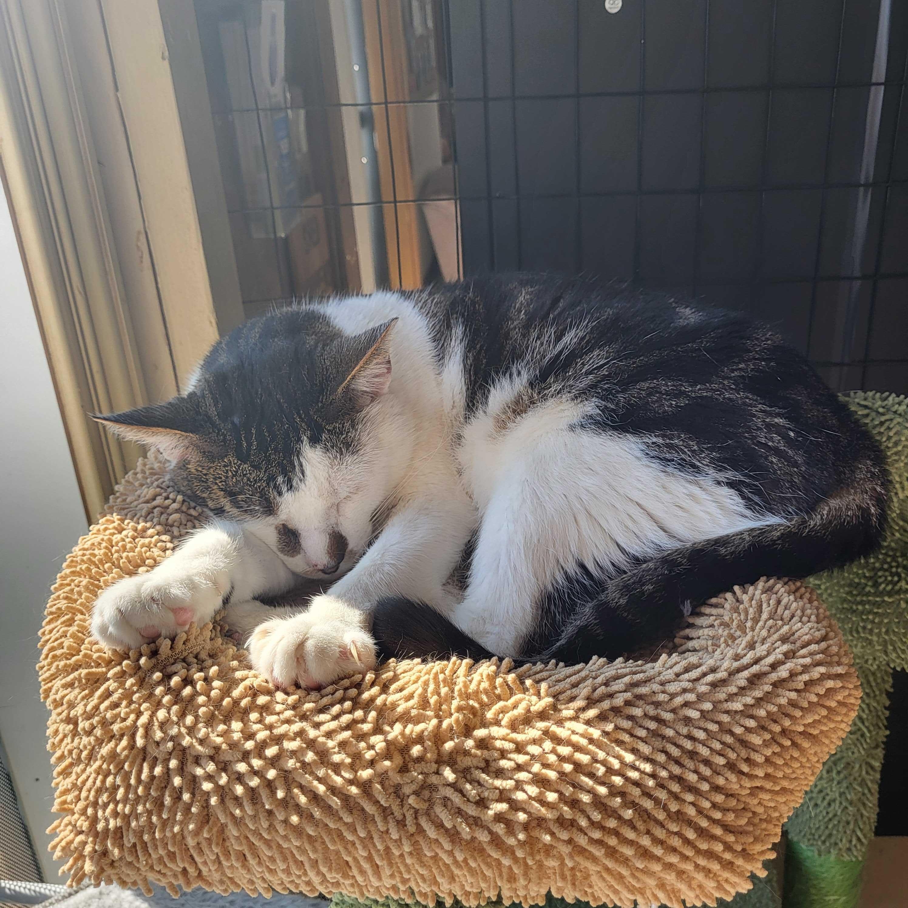Silas, a ADOPTABLE Domestic Short Hair in East Brunswick, NJ image 5/6