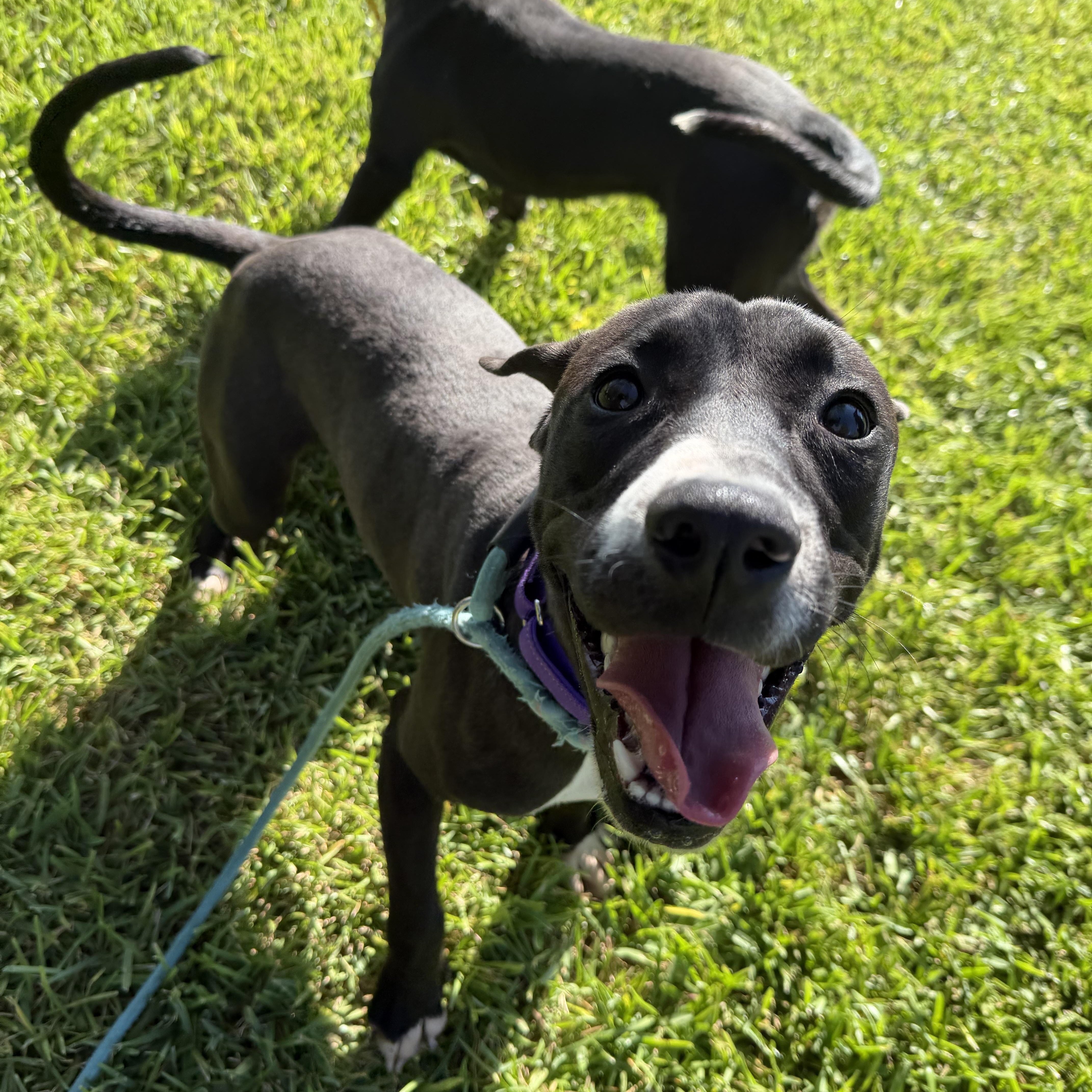 Enlarge Jesse, a Adoptable mixed breed in Brentwood, NH image 4/5