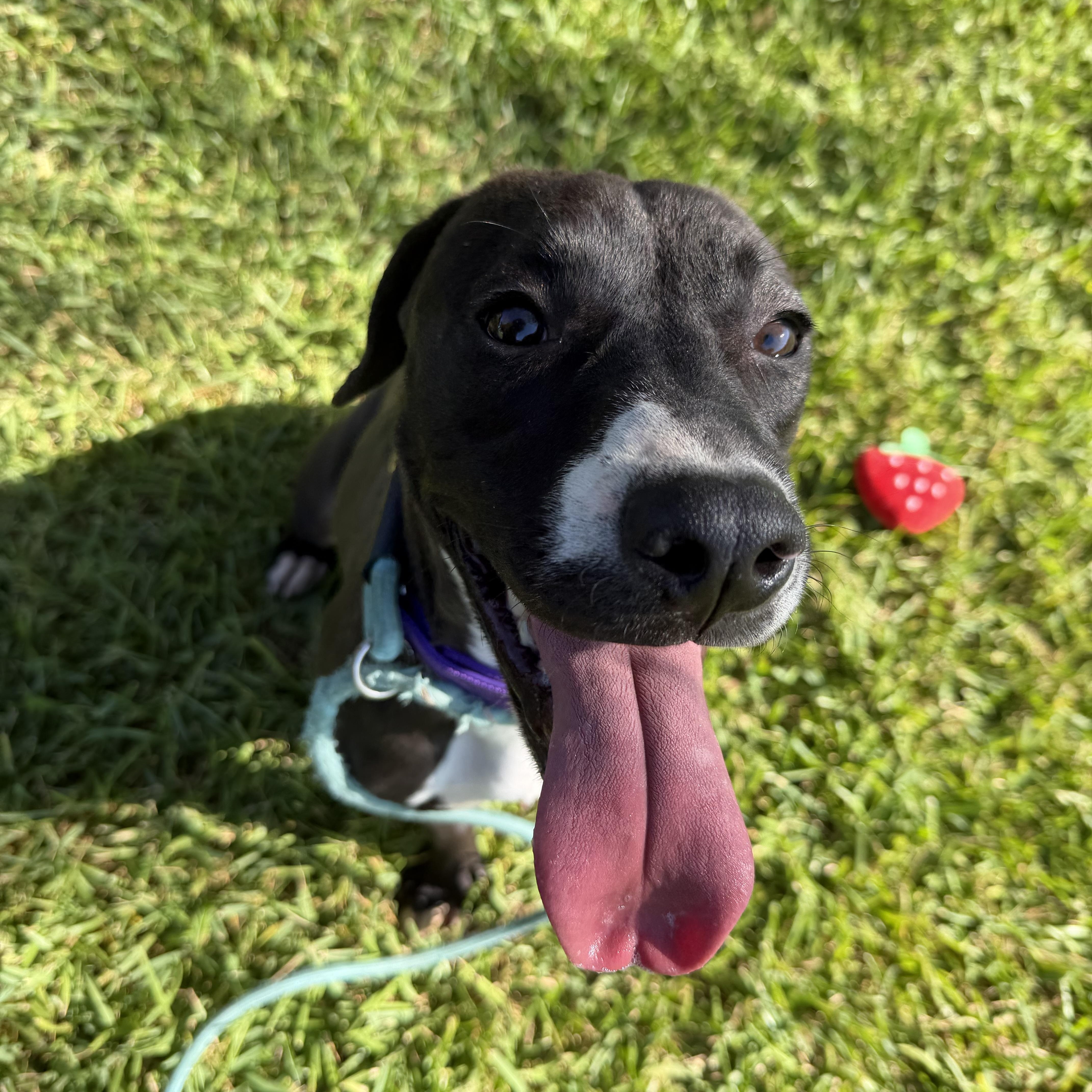 Enlarge Jesse, a Adoptable mixed breed in Brentwood, NH image 5/5