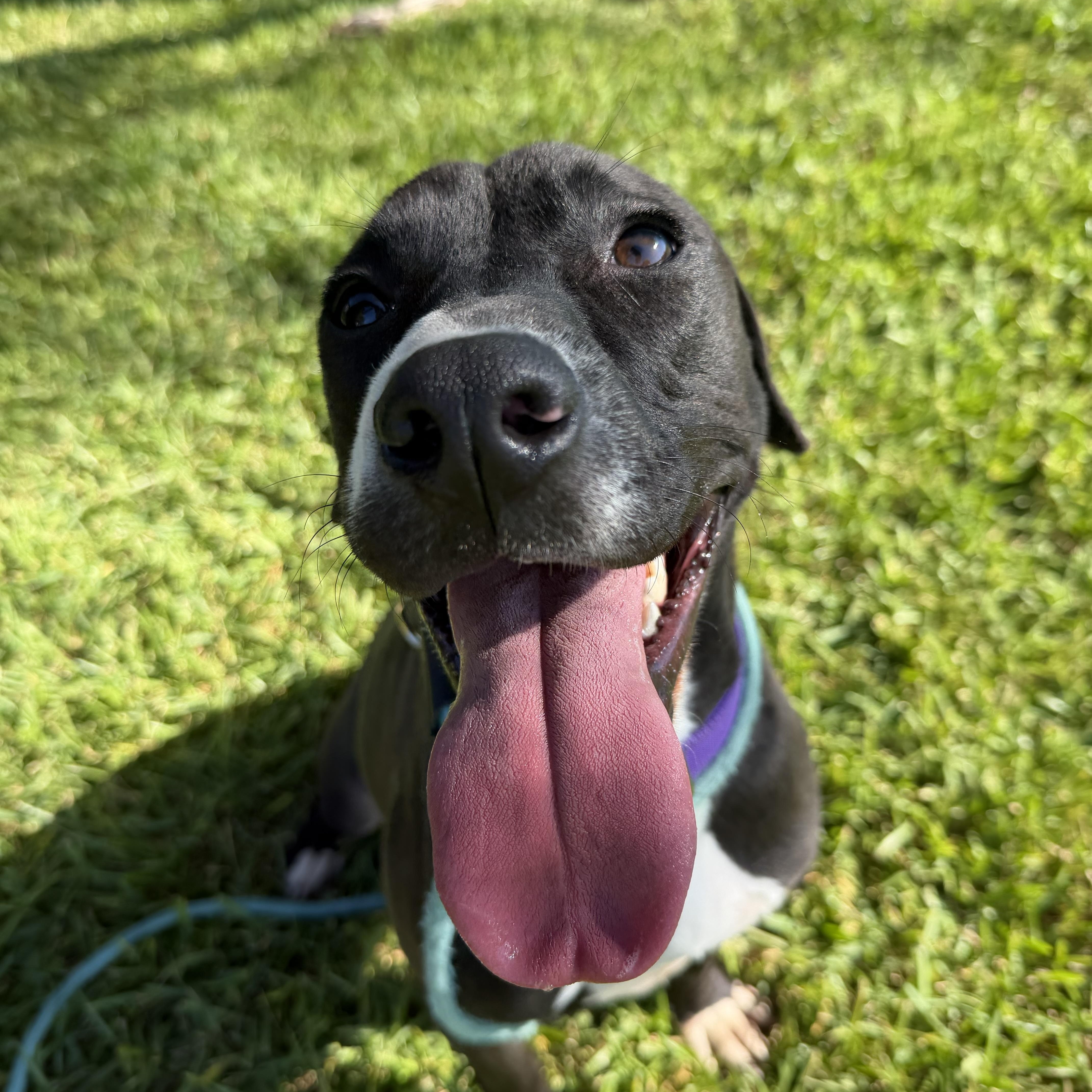 Enlarge Jesse, a Adoptable mixed breed in Brentwood, NH image 1/5