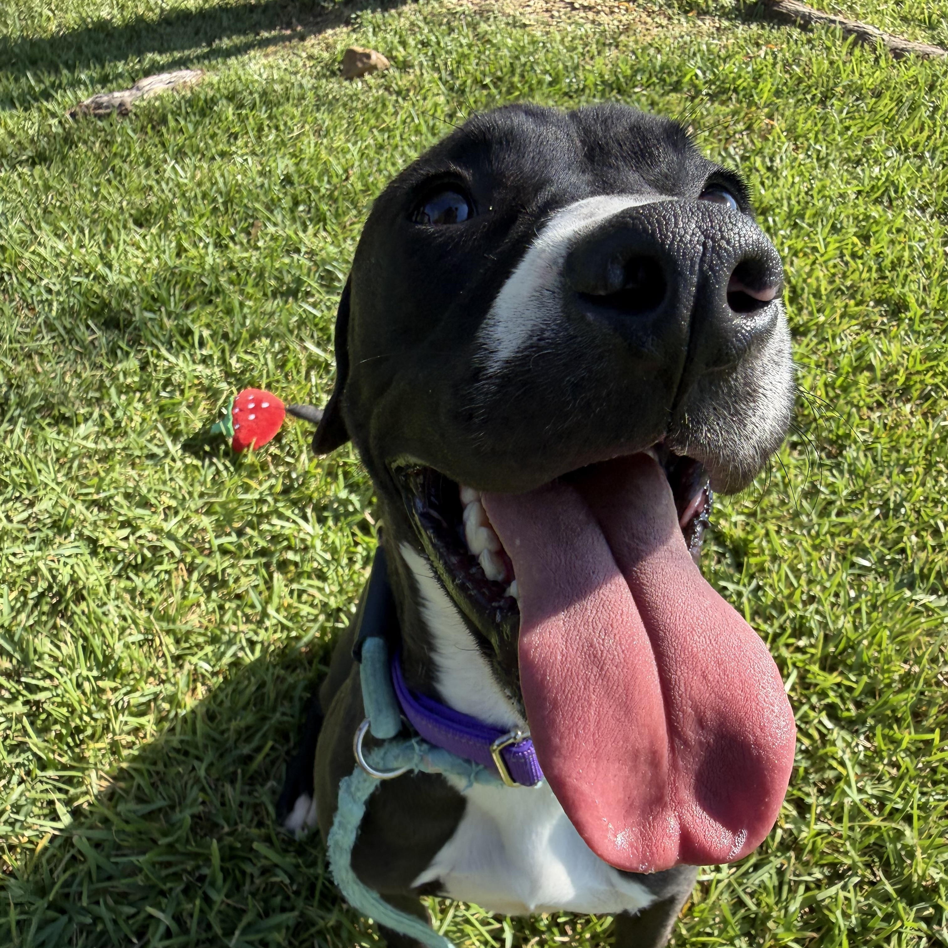 Enlarge Jesse, a Adoptable mixed breed in Brentwood, NH image 2/5