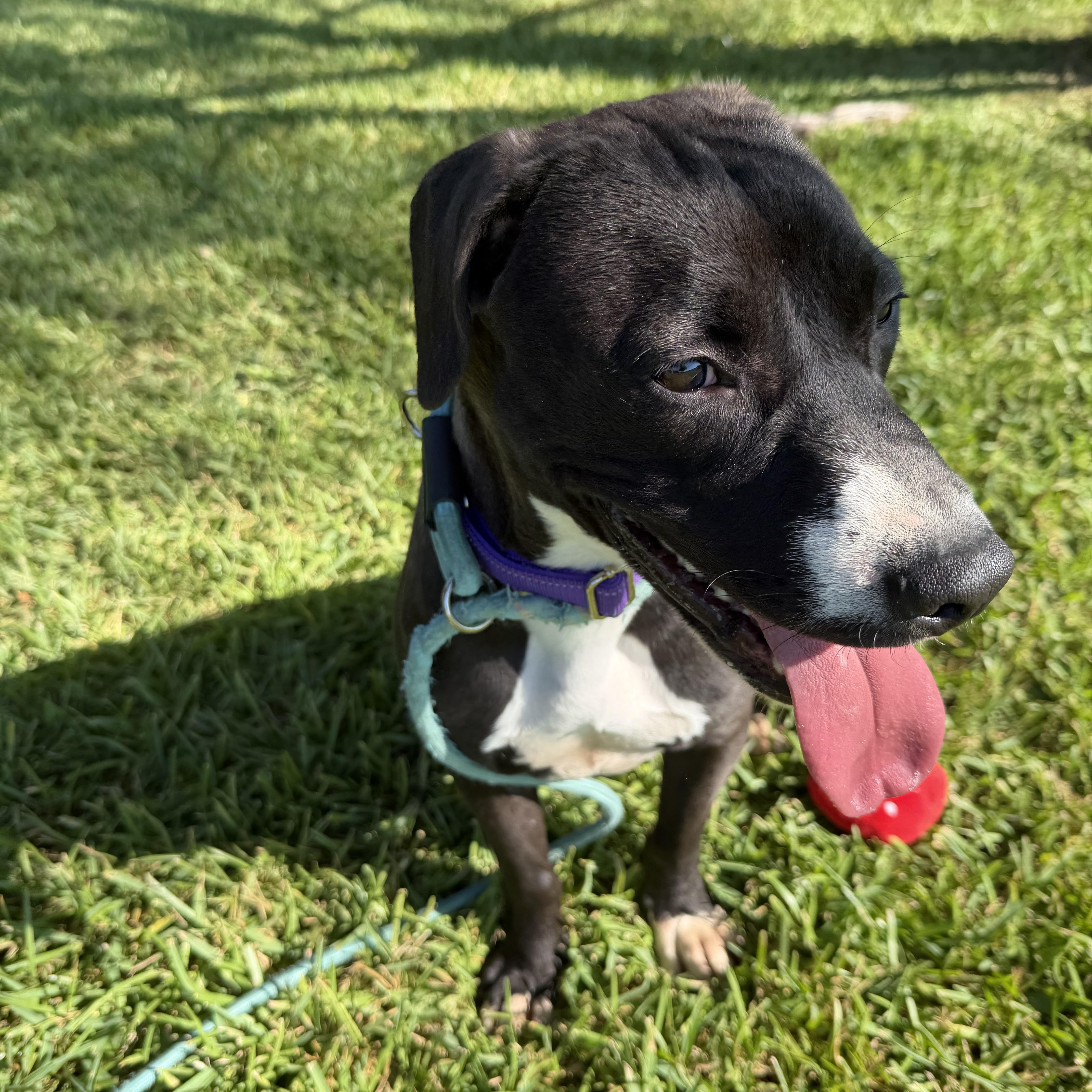 Enlarge Jesse, a Adoptable mixed breed in Brentwood, NH image 3/5