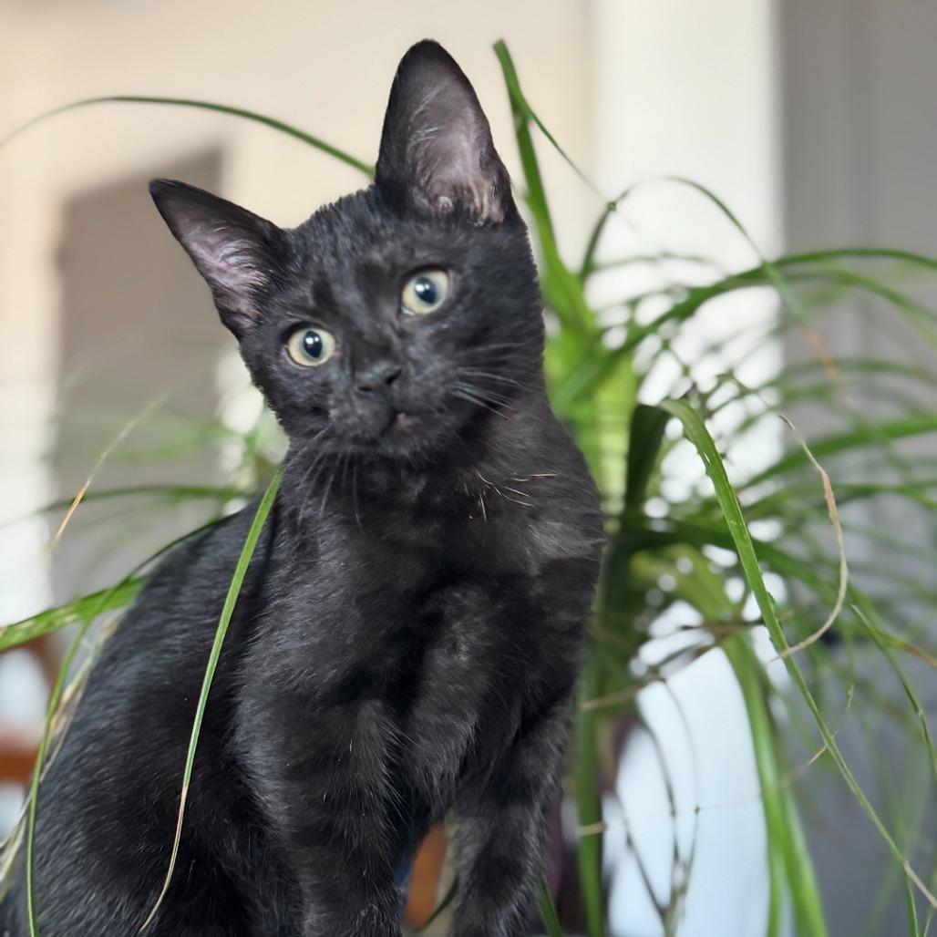 Dusky, Adoptable, Young Male Domestic Short Hair.