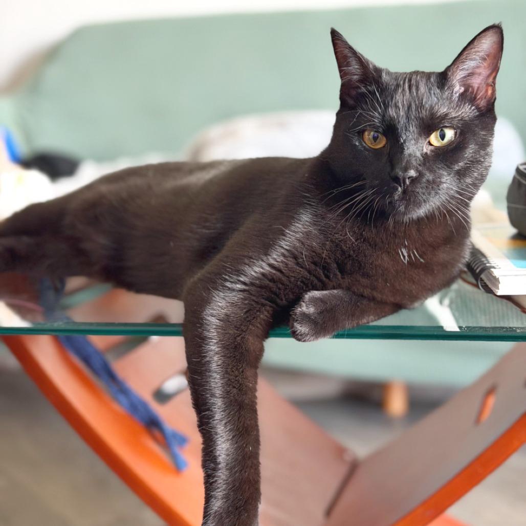 Enlarge Dusky, a Adoptable Domestic Short Hair in Flower Mound, TX image 3/5