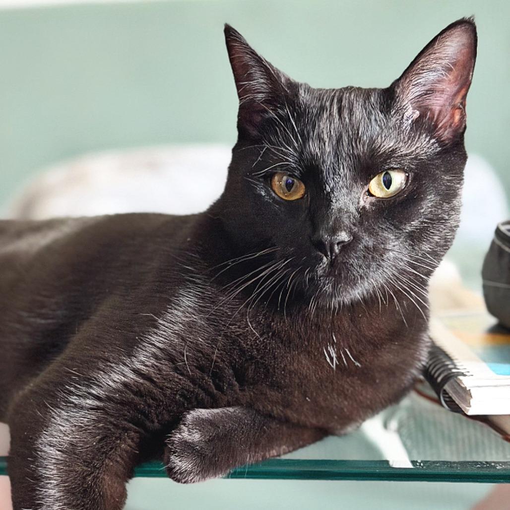 Enlarge Dusky, a Adoptable Domestic Short Hair in Flower Mound, TX image 5/5