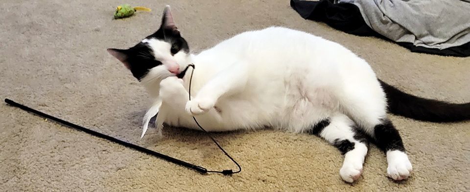 Fraschini, Adoptable, Adult Female Domestic Short Hair.