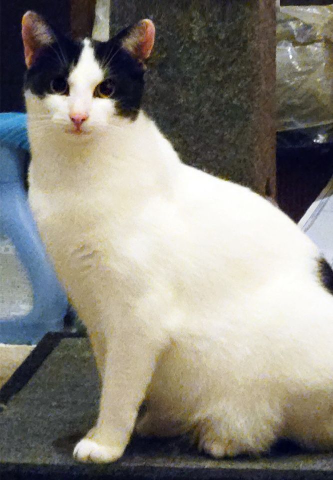 Fraschini, a Adoptable Domestic Short Hair in Smithfield, VA image 2/6