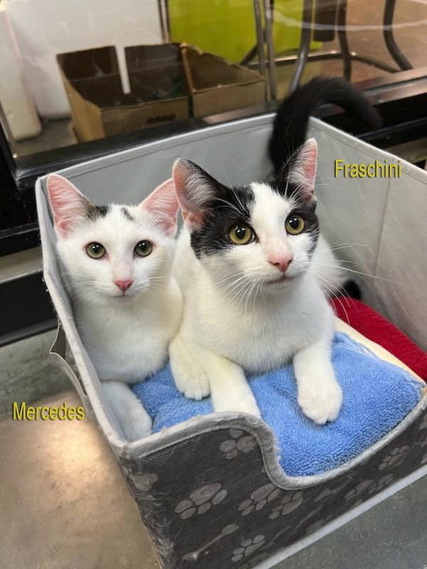 Fraschini, a Adoptable Domestic Short Hair in Smithfield, VA image 3/6