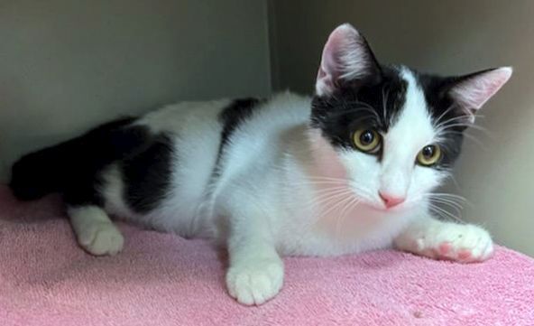 Fraschini, a Adoptable Domestic Short Hair in Smithfield, VA image 4/6