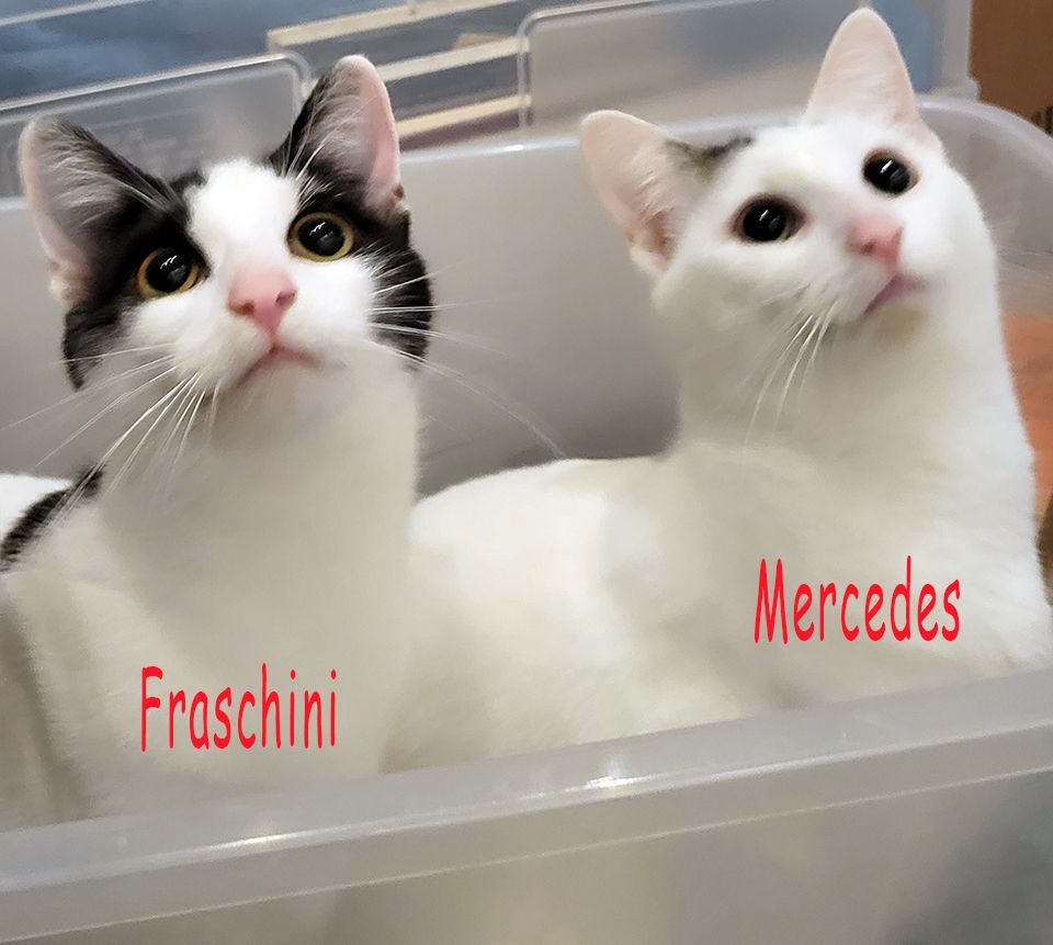 Fraschini, a Adoptable Domestic Short Hair in Smithfield, VA image 5/6