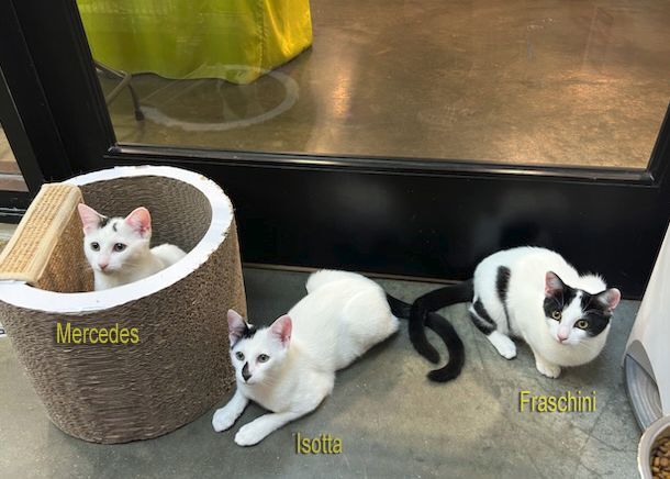 Fraschini, a Adoptable Domestic Short Hair in Smithfield, VA image 6/6