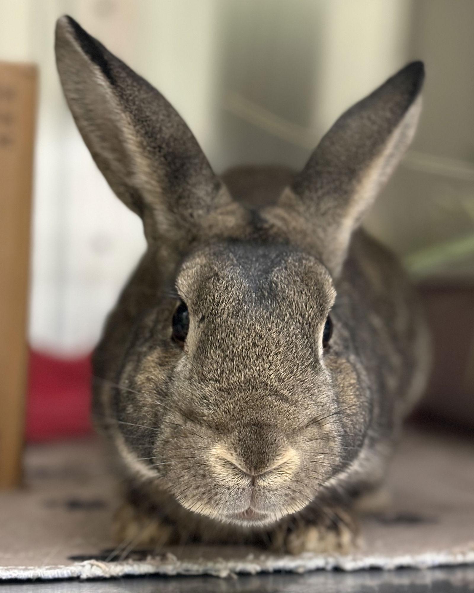 Enlarge Pumpernickel, a Adoptable American in Oakland, CA image 1/2