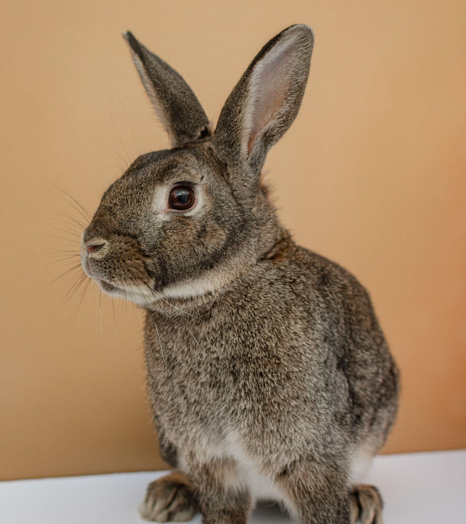 Enlarge Pumpernickel, a Adoptable American in Oakland, CA image 2/2