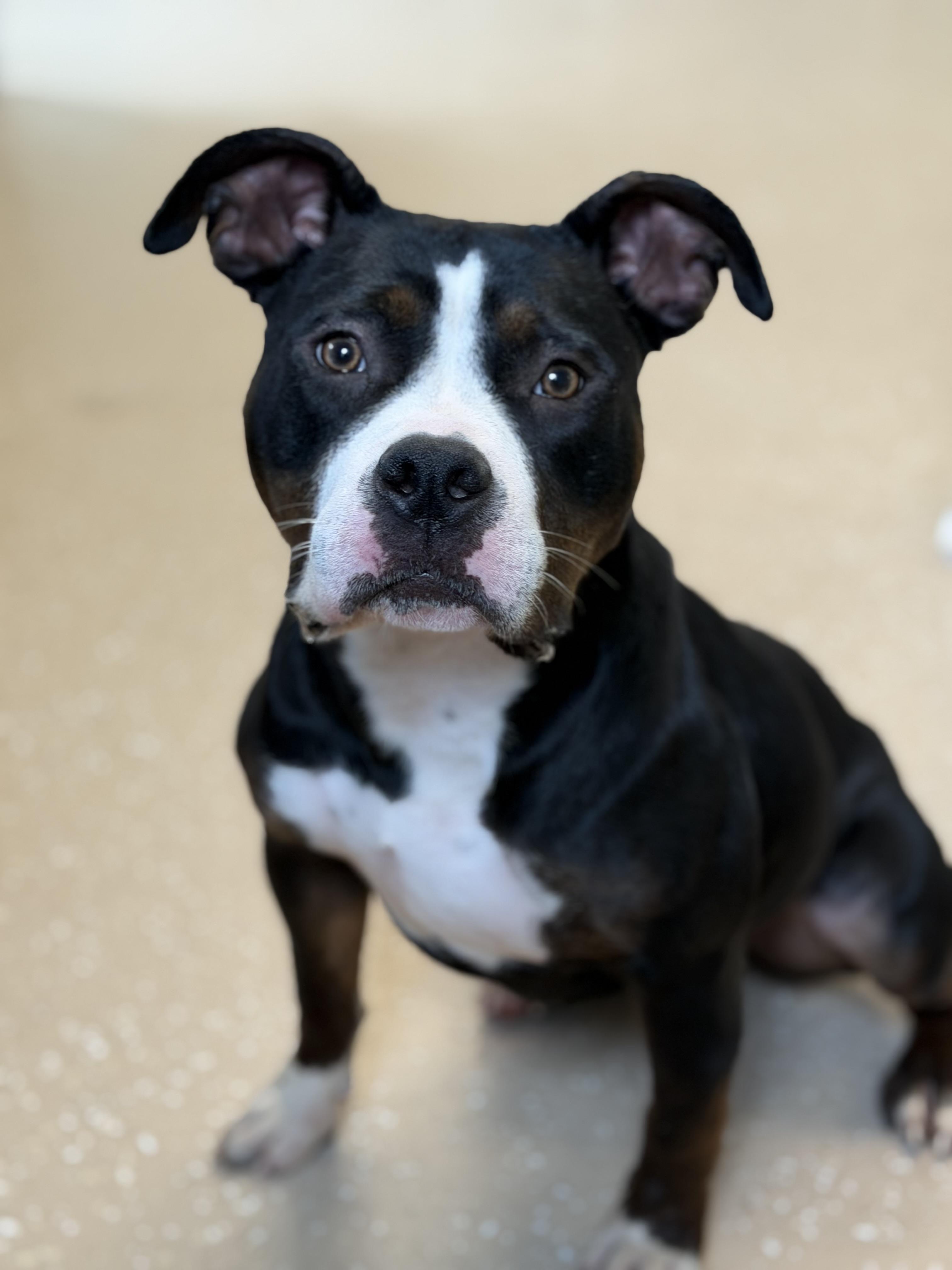 Sidney, a ADOPTABLE American Bully in Seneca Falls, NY image 3/4