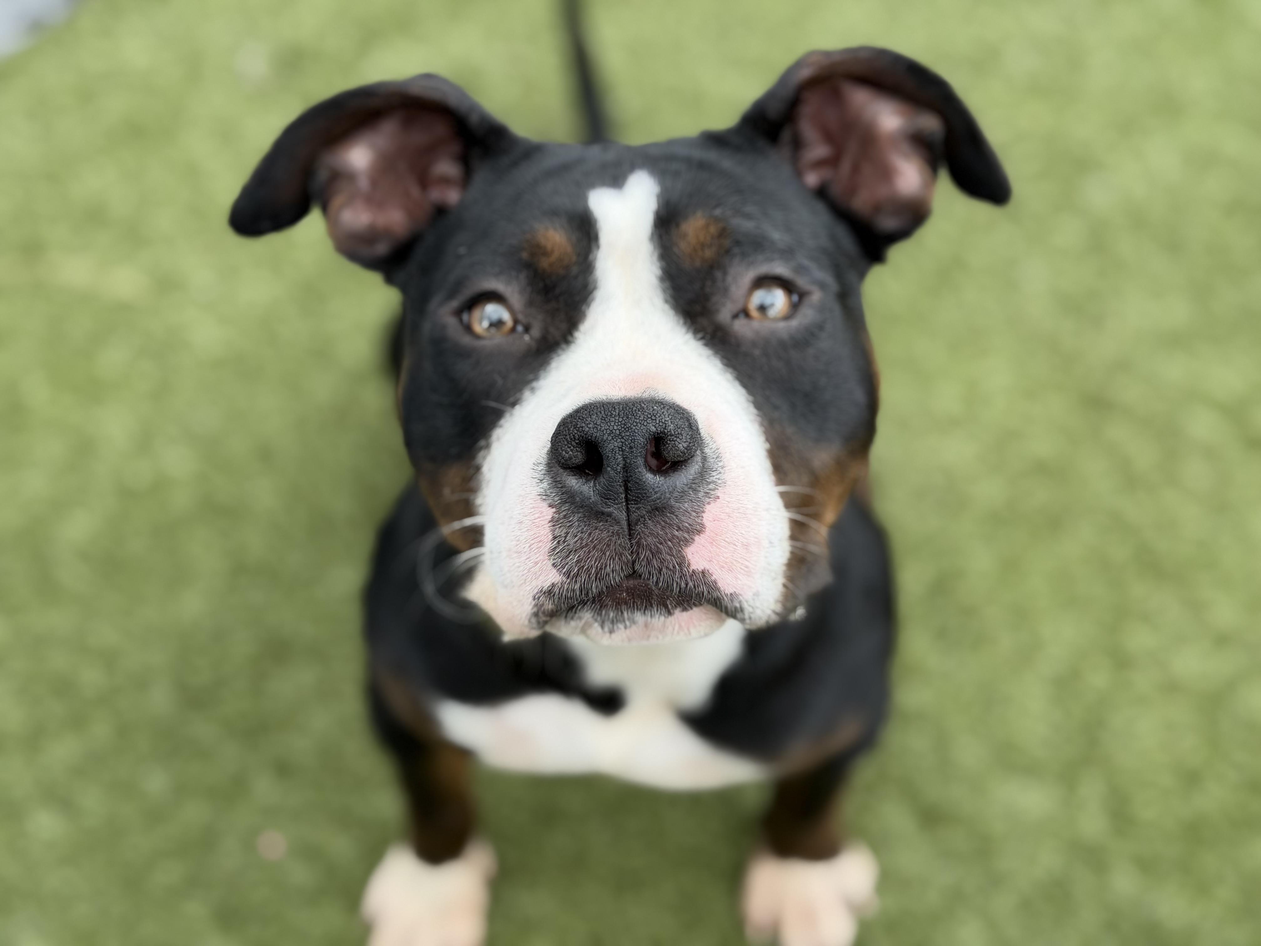 Sidney, a ADOPTABLE American Bully in Seneca Falls, NY image 4/4