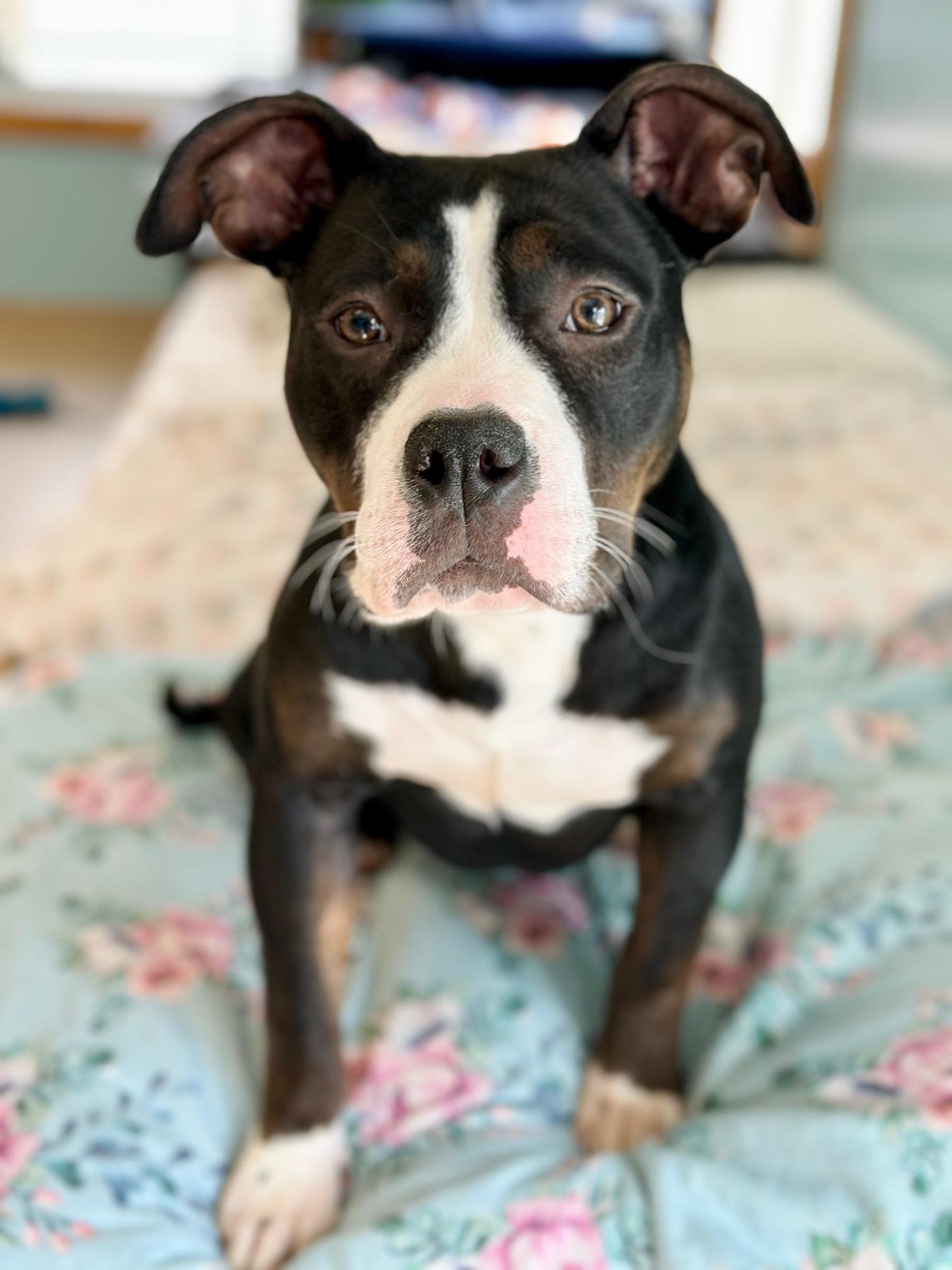 Sidney, a ADOPTABLE American Bully in Seneca Falls, NY image 2/4