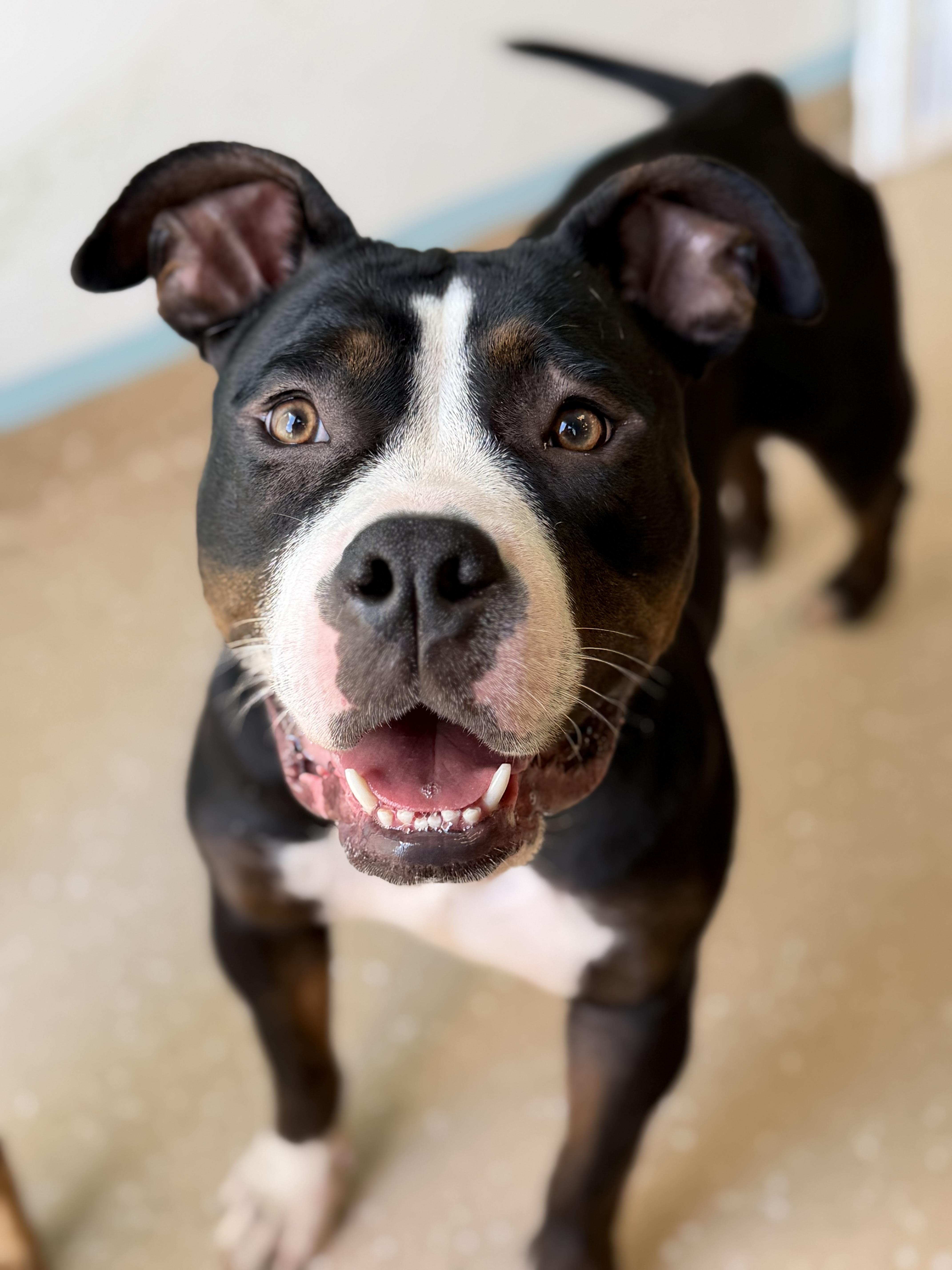 Sidney, a ADOPTABLE American Bully in Seneca Falls, NY image 1/4
