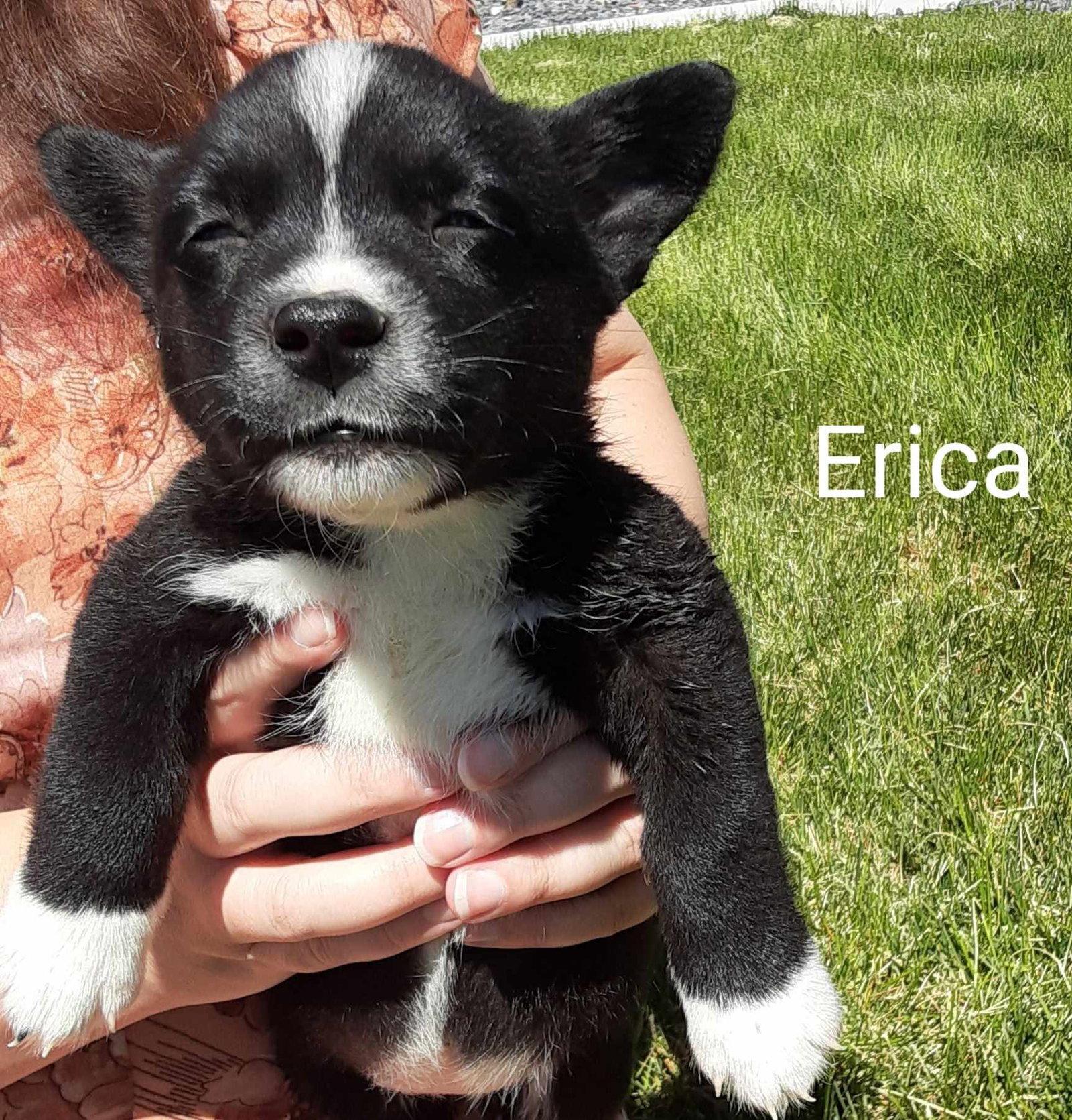 Enlarge Erica, a Adoptable mixed breed in Midway, UT image 1/1