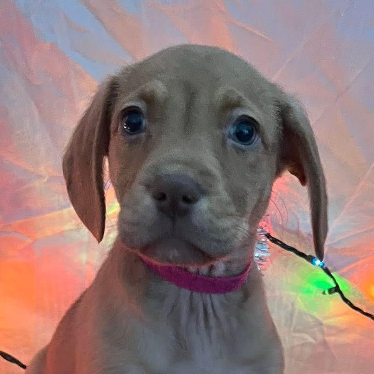 Candi, ADOPTABLE, Puppy Female Labrador Retriever.