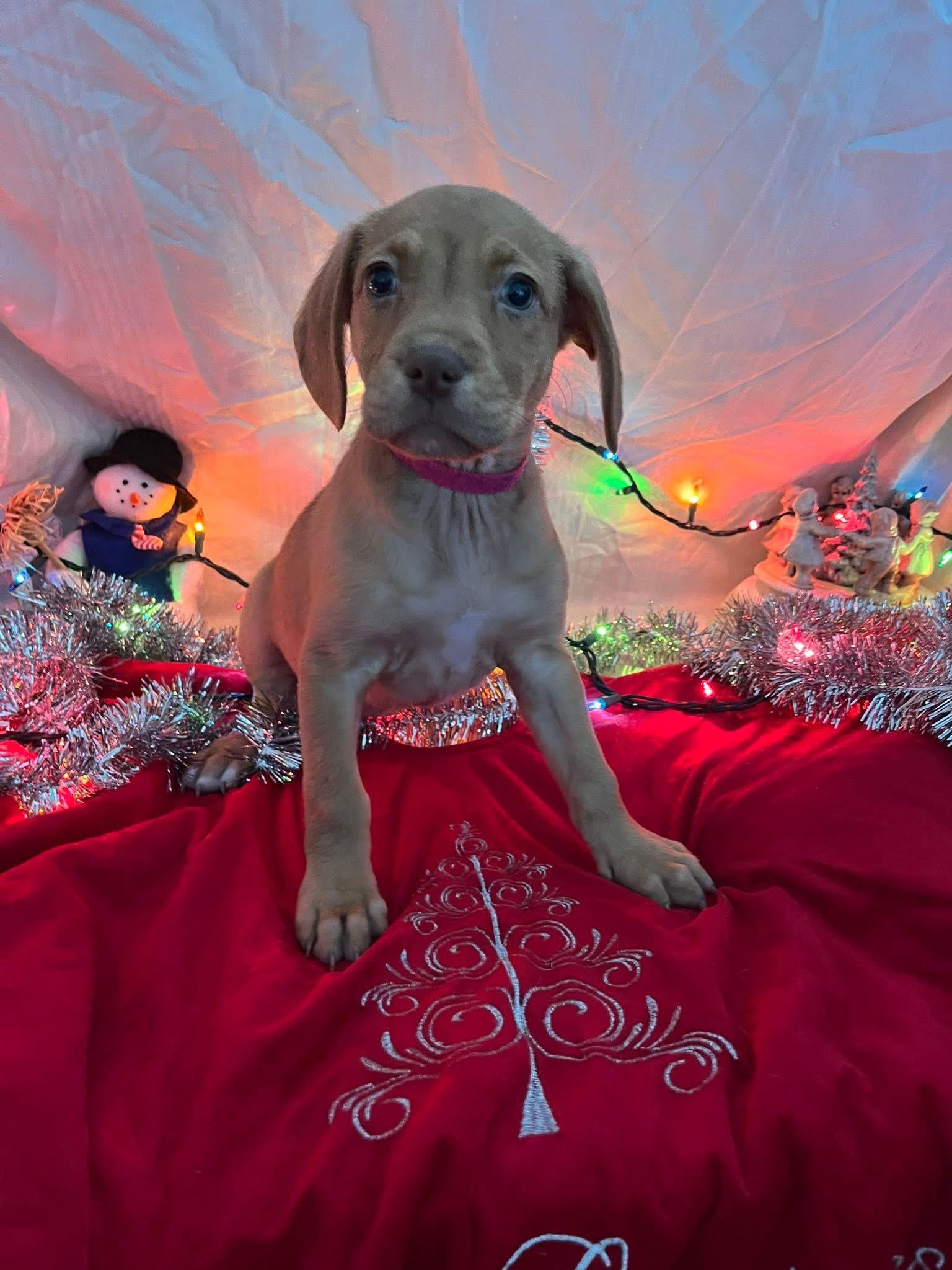 Enlarge Candi, a ADOPTABLE mixed breed in Elkton, MD image 3/3