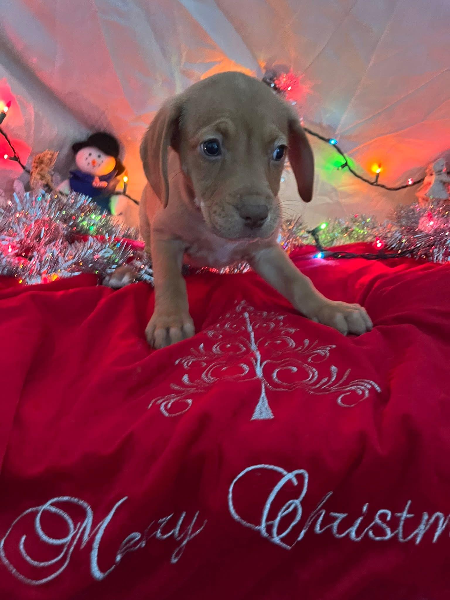 Enlarge Candi, a ADOPTABLE mixed breed in Elkton, MD image 2/3