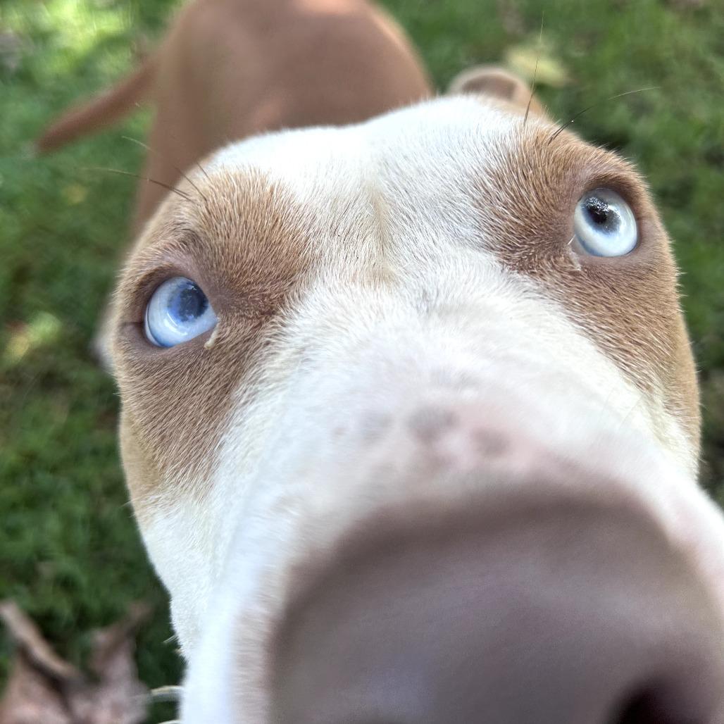 Enlarge Pickles, a Adoptable mixed breed in Keaau, HI image 1/4