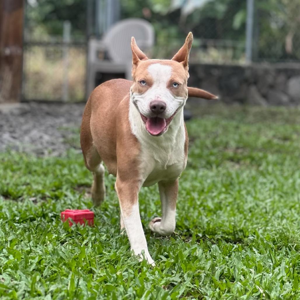 Enlarge Pickles, a Adoptable mixed breed in Keaau, HI image 2/4