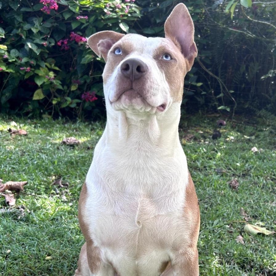 Enlarge Pickles, a Adoptable mixed breed in Keaau, HI image 3/4