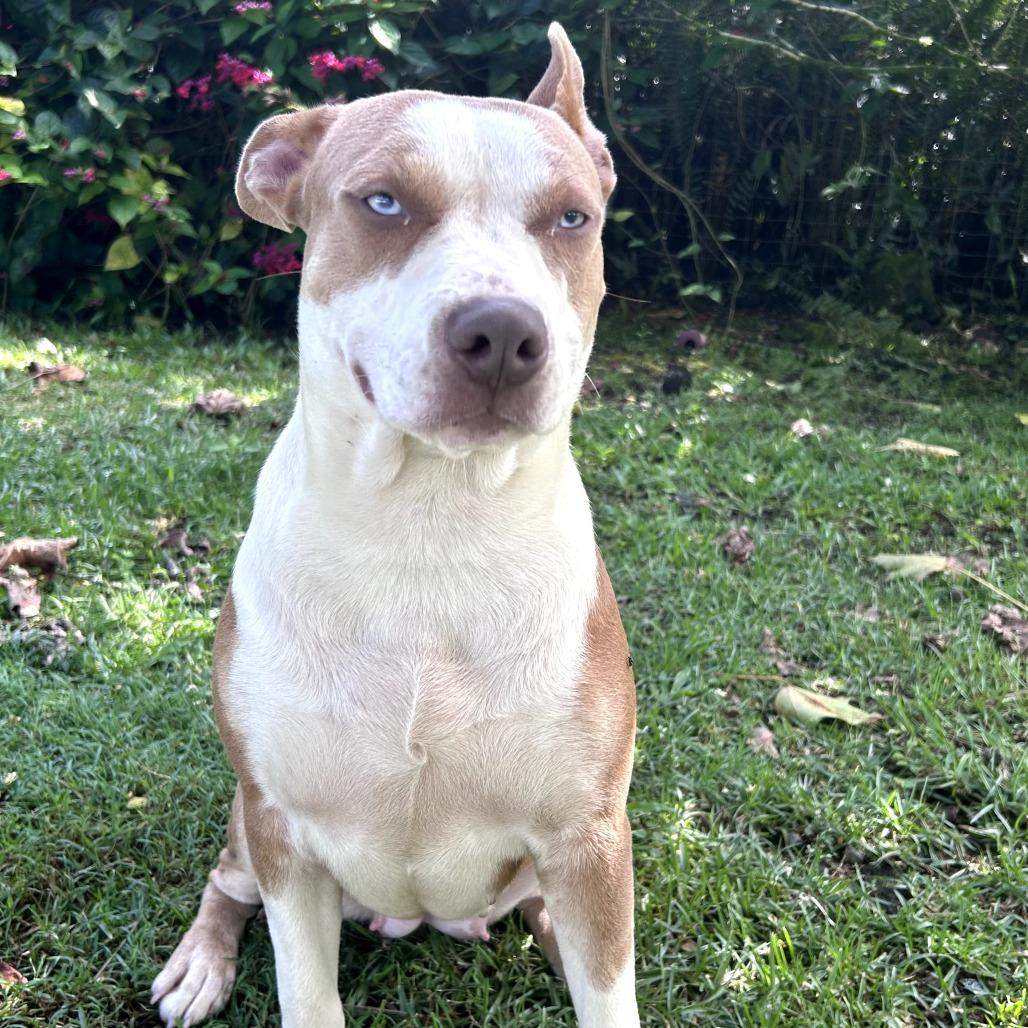 Enlarge Pickles, a Adoptable mixed breed in Keaau, HI image 4/4