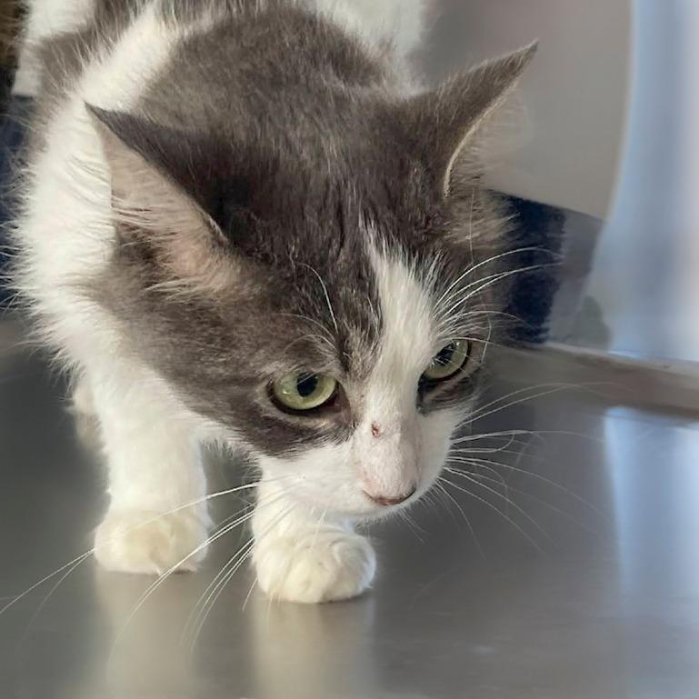 Edelweiss, Adoptable, Adult Female Domestic Long Hair.