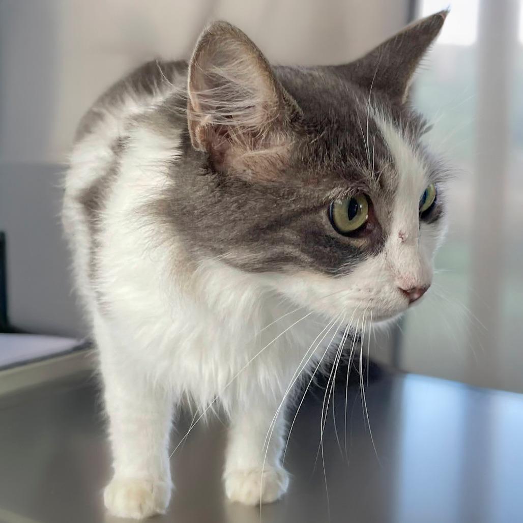 Enlarge Edelweiss, a Adoptable Domestic Long Hair in Chapel Hill, NC image 2/2