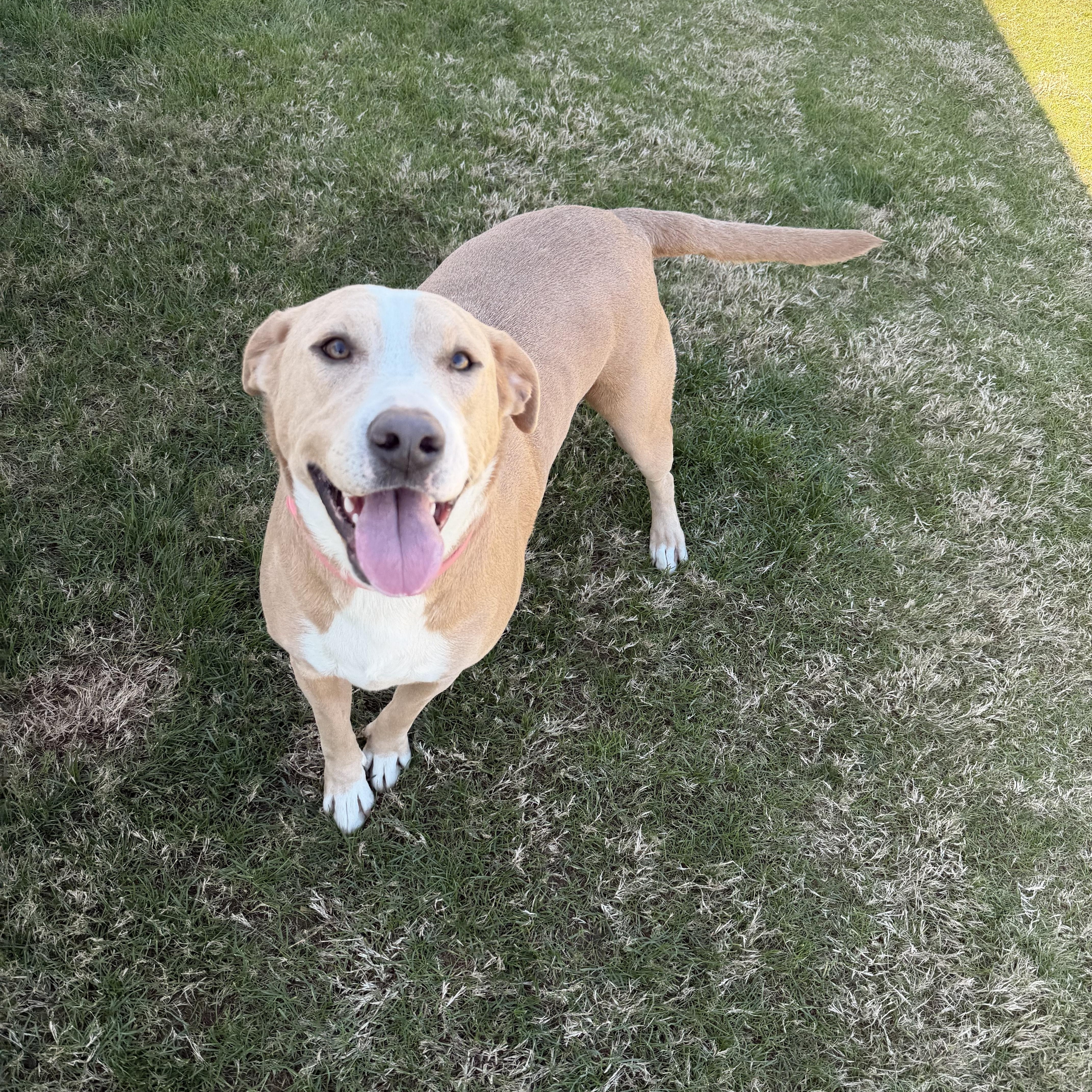 Enlarge Bambi, a ADOPTABLE mixed breed in Daphne, AL image 3/4