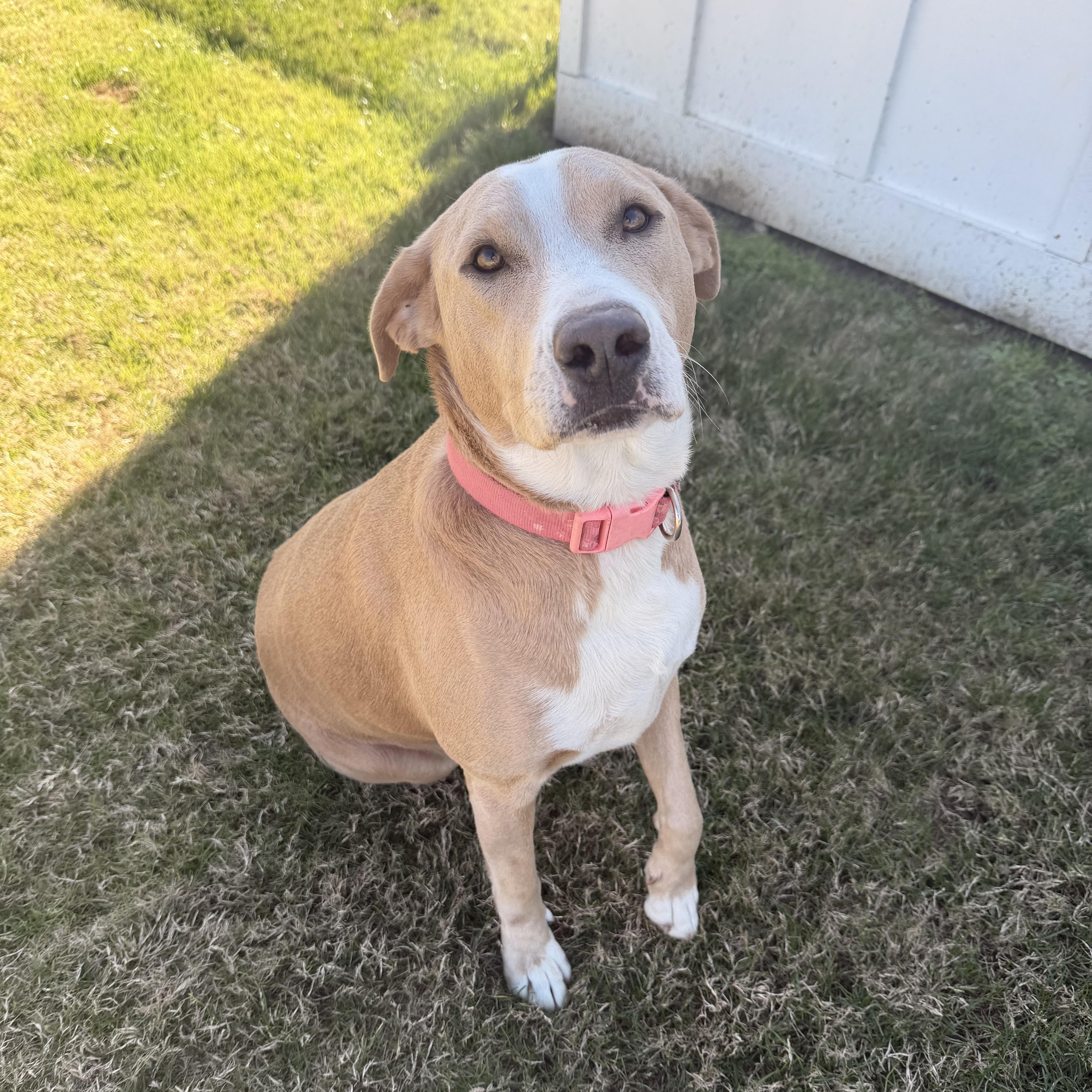 Enlarge Bambi, a ADOPTABLE mixed breed in Daphne, AL image 4/4