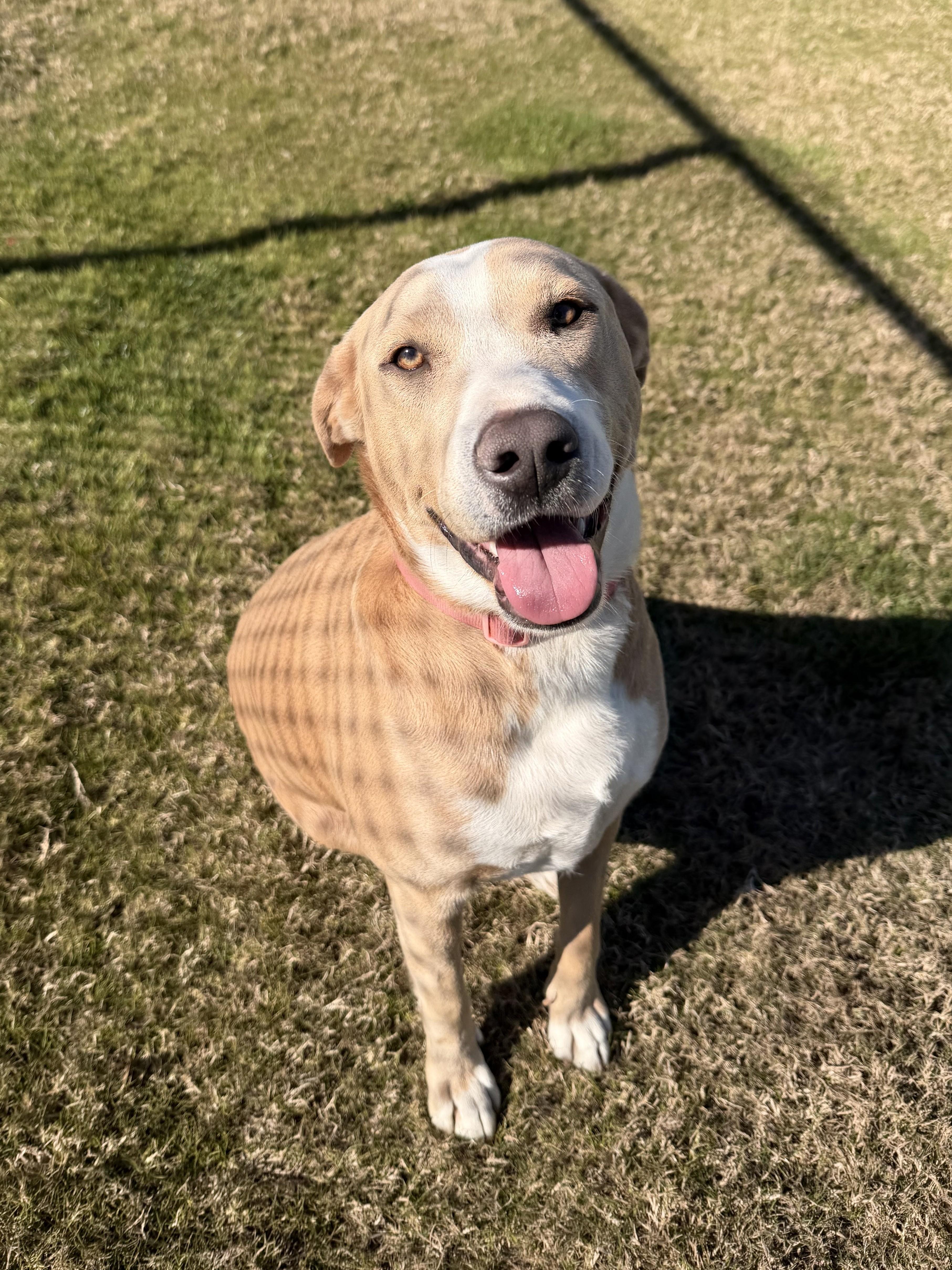 Enlarge Bambi, a ADOPTABLE mixed breed in Daphne, AL image 1/4