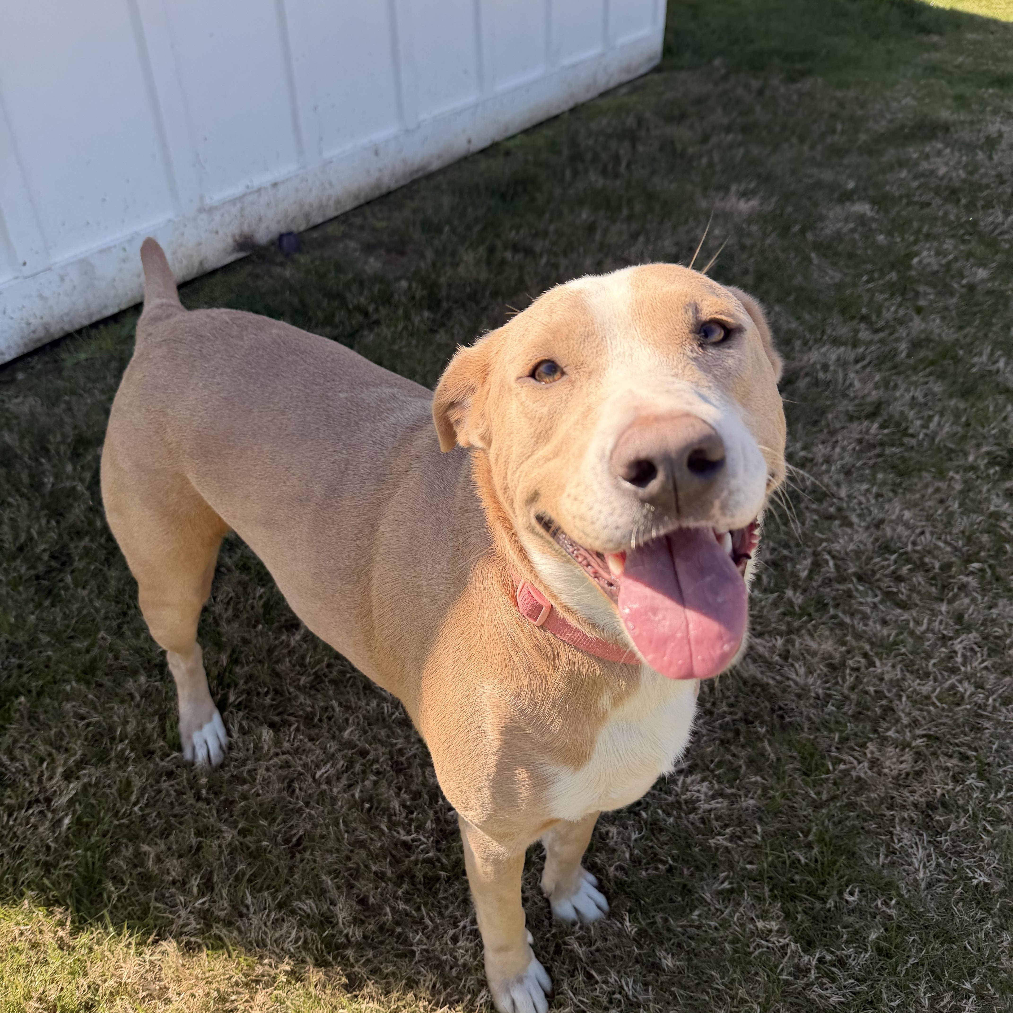 Enlarge Bambi, a ADOPTABLE mixed breed in Daphne, AL image 2/4