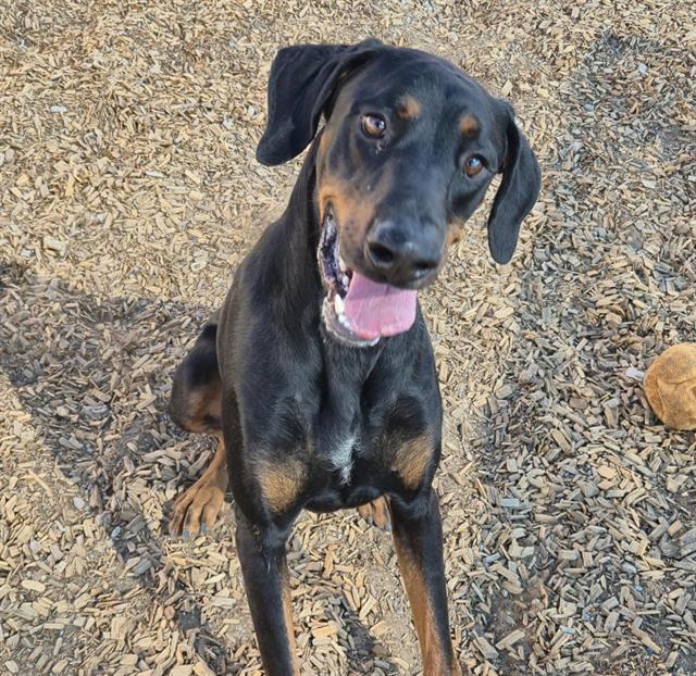 THIRSTY, Adoptable, Young Male Doberman Pinscher & Mixed Breed.