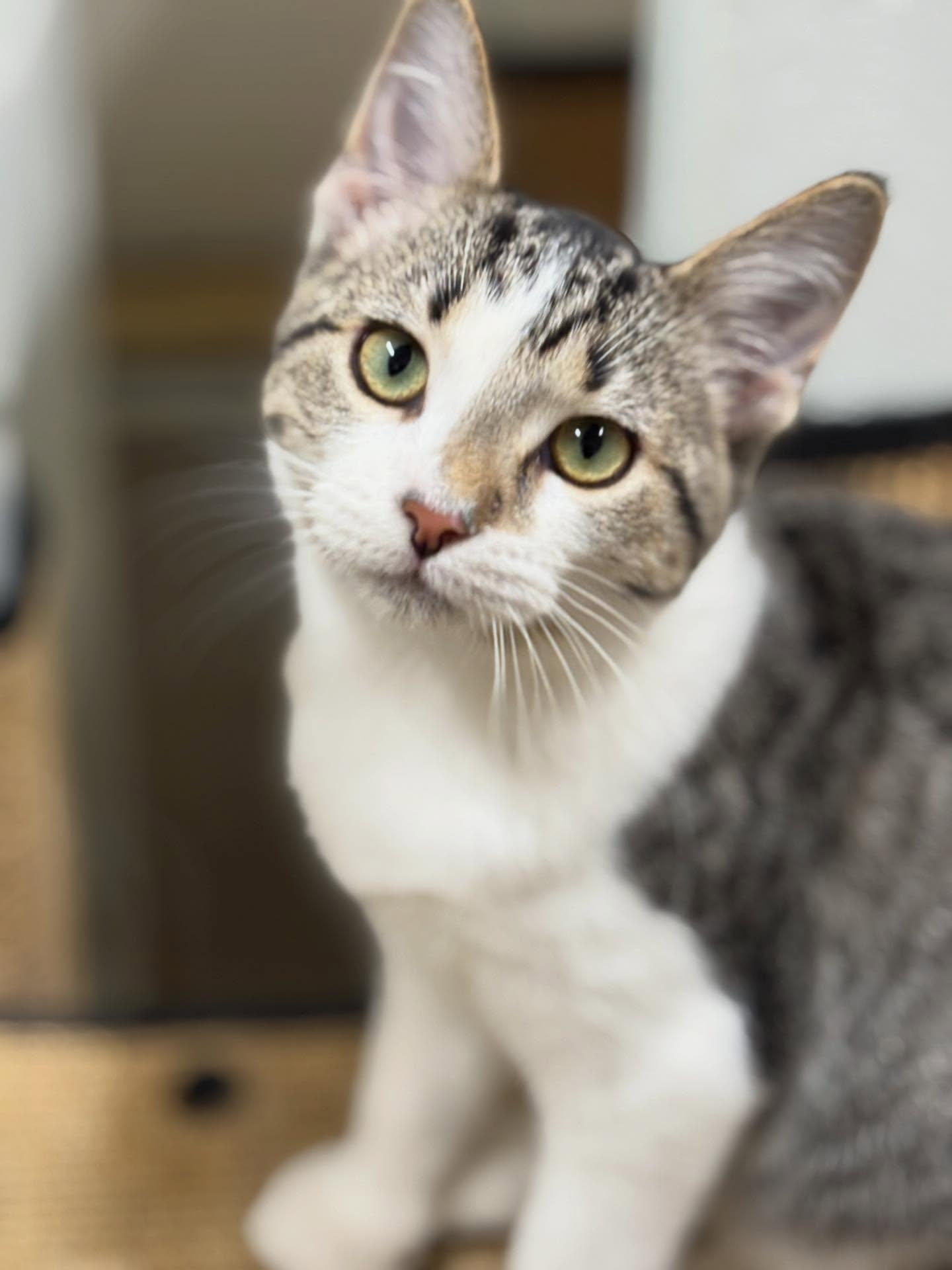 Enlarge Wasabi & Wonton, a Adopted Domestic Short Hair in Holland, MI image 1/3