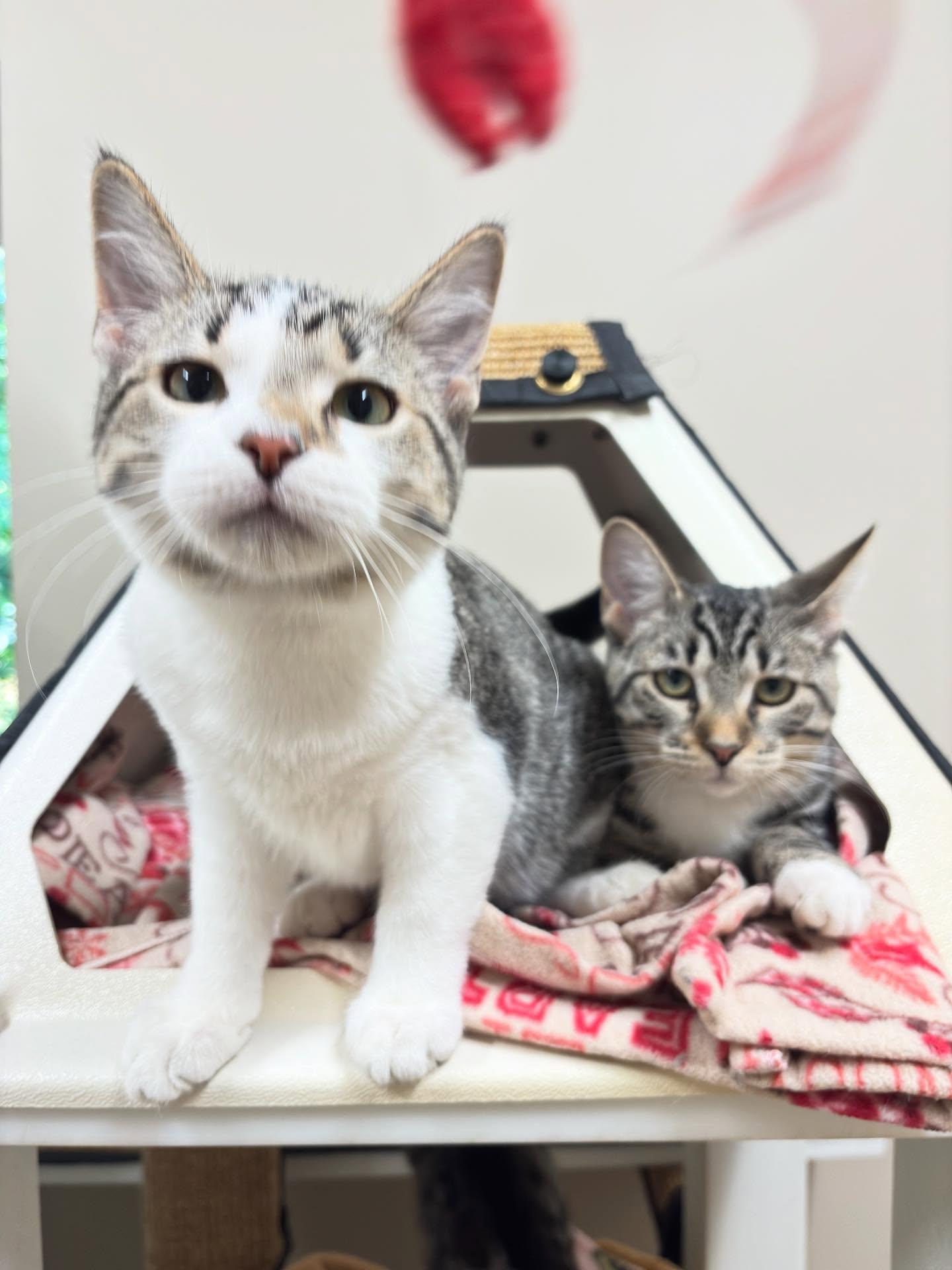 Enlarge Wasabi & Wonton, a Adopted Domestic Short Hair in Holland, MI image 2/3