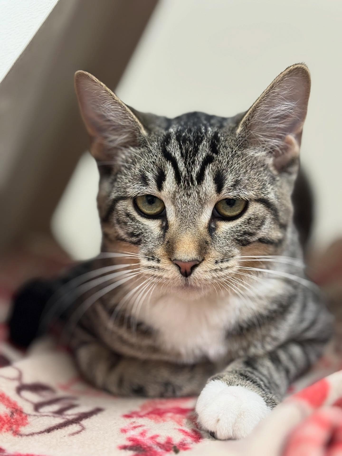 Enlarge Wasabi & Wonton, a Adopted Domestic Short Hair in Holland, MI image 3/3