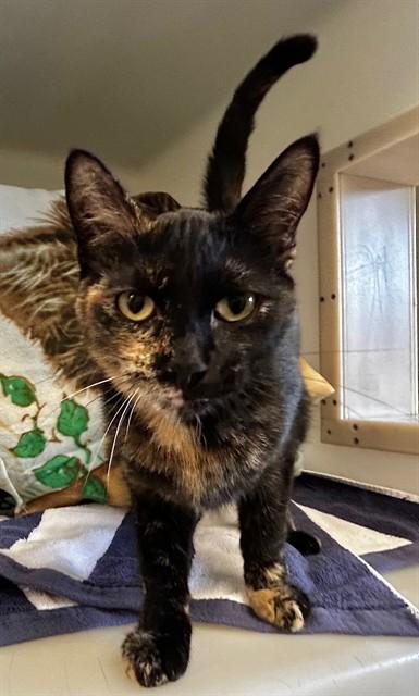 TOFFEE, Adoptable, Young Female Domestic Short Hair.