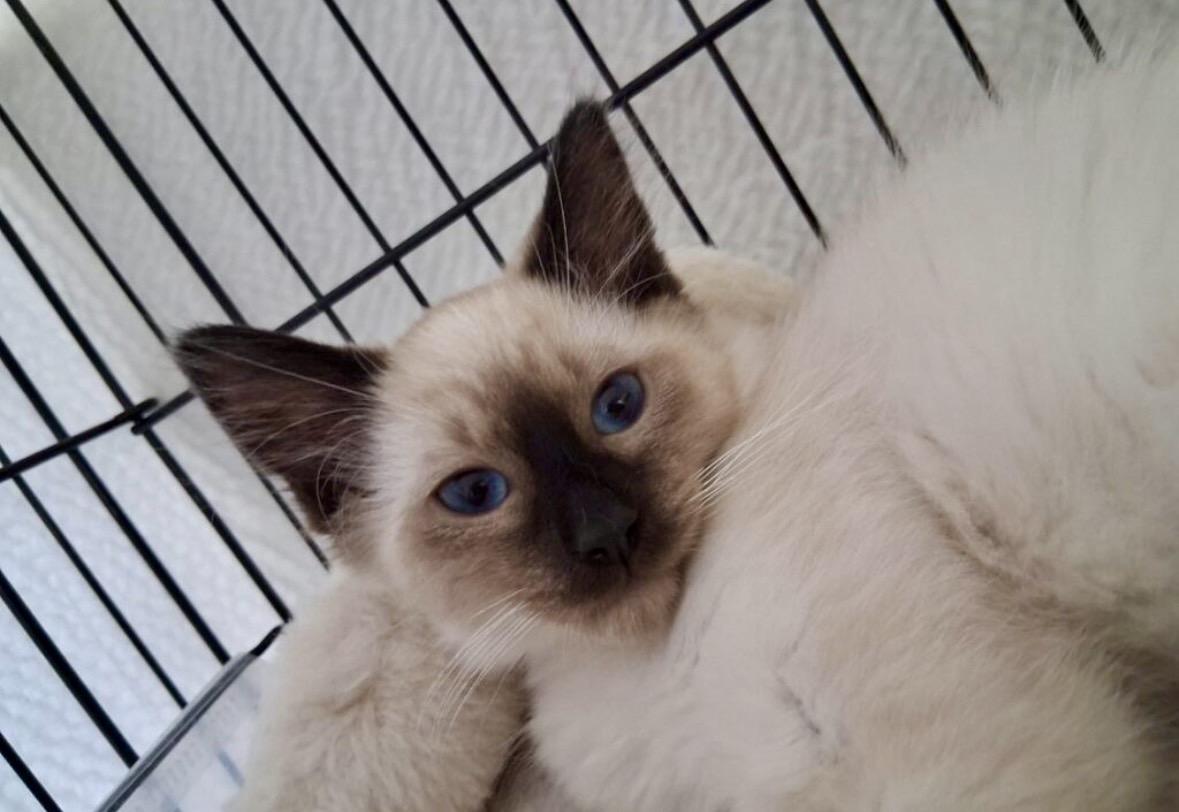 Chewy, Adoptable, Kitten Male Siamese.
