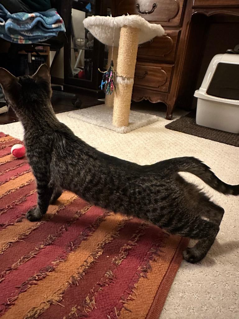 Rio, Adoptable, Young Female Domestic Short Hair.