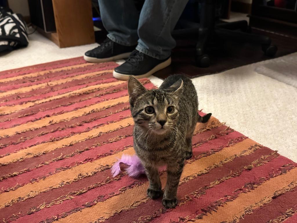 Rio, Adoptable, Young Female Domestic Short Hair.