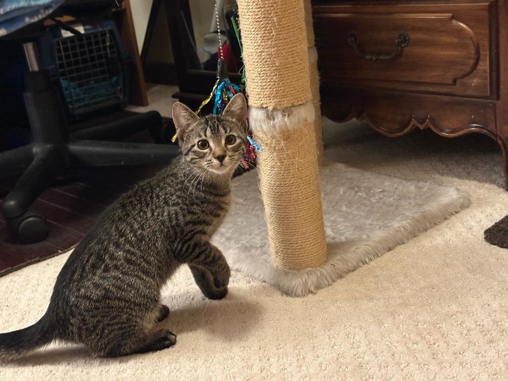 Enlarge Rio, a Adoptable mixed breed in Minnetonka, MN image 2/3