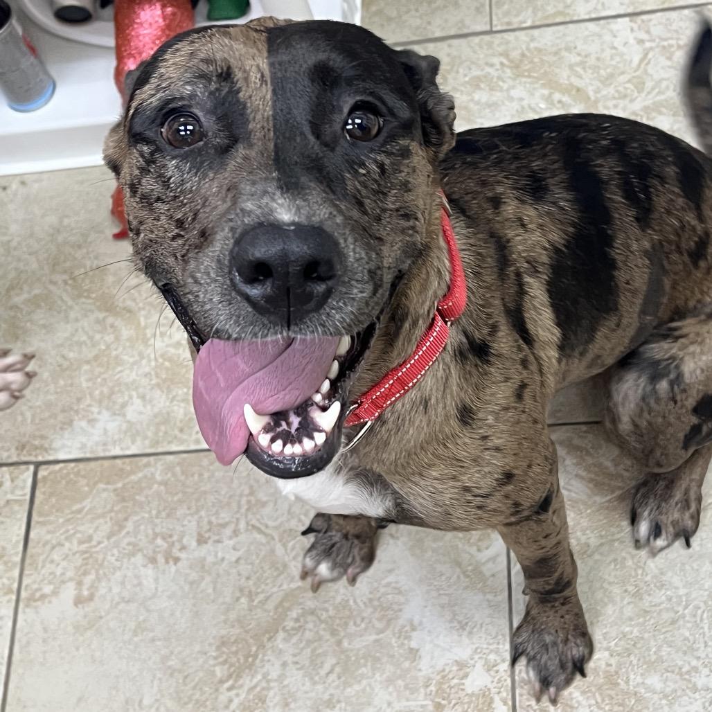 Enlarge Sparkle, a Adoptable mixed breed in Galveston, TX image 1/6